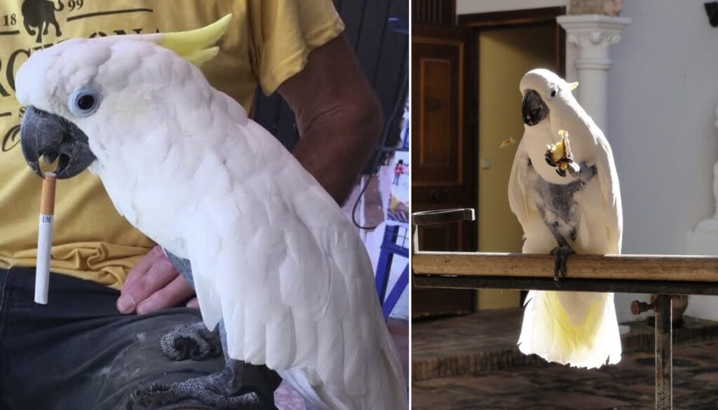 Beloved George the cockatoo dies at Roman Oasis after 40 years with Paul Hickling