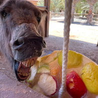 Sweet treat: Ice lollies help Rio Safari Elche animals beat the summer heat.