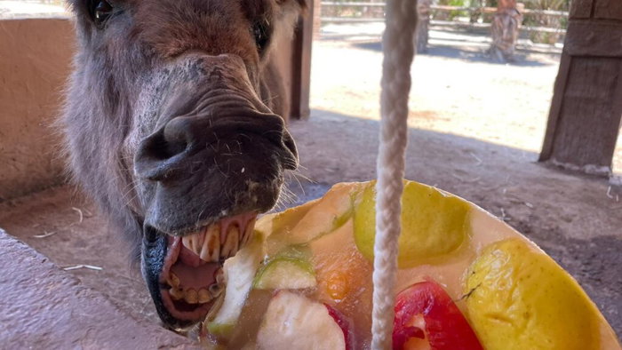 Sweet treat: Ice lollies help Rio Safari Elche animals beat the summer heat.