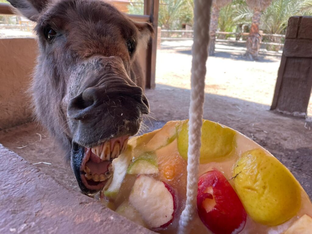Sweet treat: Ice lollies help Rio Safari Elche animals beat the summer heat