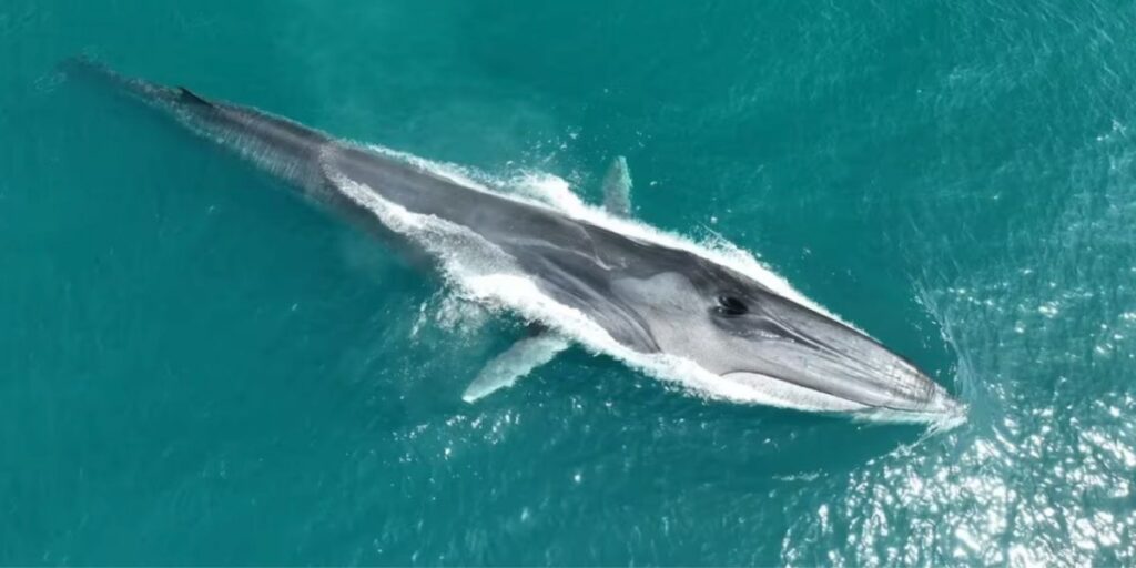 Record-breaking whale migration delights Costa Blanca researchers