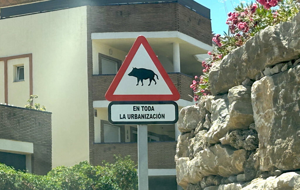 Injured wild boar with arrow wound wanders Mijas Costa streets – latest incident