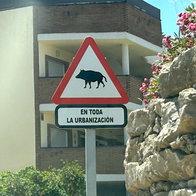 Sign warning against wild boars