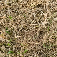 Brown grass in Spain