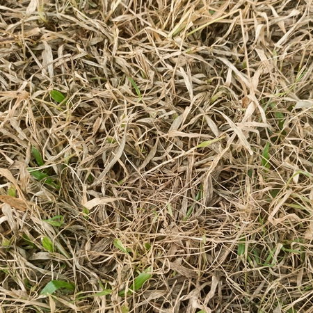 Brown grass in Spain