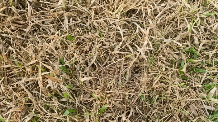 Brown grass in Spain