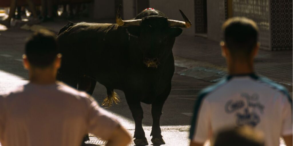 Escaped festival bull put down after dramatic night-time search in Pedreguer