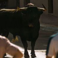 Escaped festival bull put down after dramatic night-time search in Pedreguer