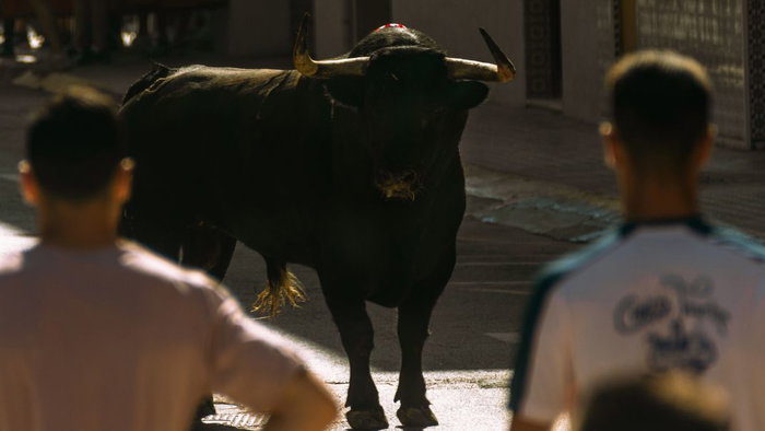 Escaped festival bull put down after dramatic night-time search in Pedreguer