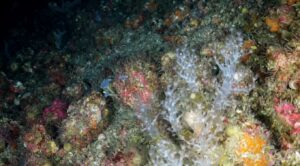 Images from the deep sea bed of the Seco de los Olivos bank in the Alboran sea