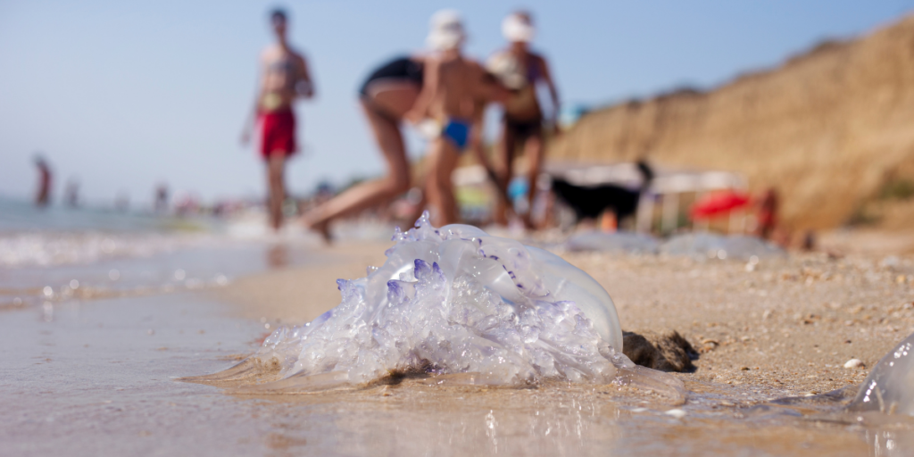 Why Málaga is seeing fewer jellyfish this summer – but beachgoers shouldn’t relax just yet