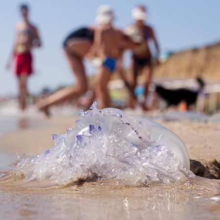 Why Málaga is seeing fewer jellyfish this summer – but beachgoers shouldn't relax just yet