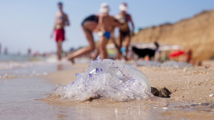 Why Málaga is seeing fewer jellyfish this summer – but beachgoers shouldn't relax just yet