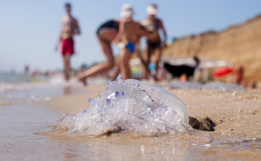 Why Málaga is seeing fewer jellyfish this summer – but beachgoers shouldn't relax just yet