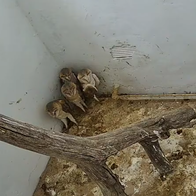 Aspe launches new barn owl conservation project to protect vulnerable species.