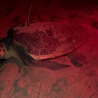 Dénia’s coastline has welcomed another extraordinary visitor, with a loggerhead sea turtle nicknamed Mona laying a nest of eggs