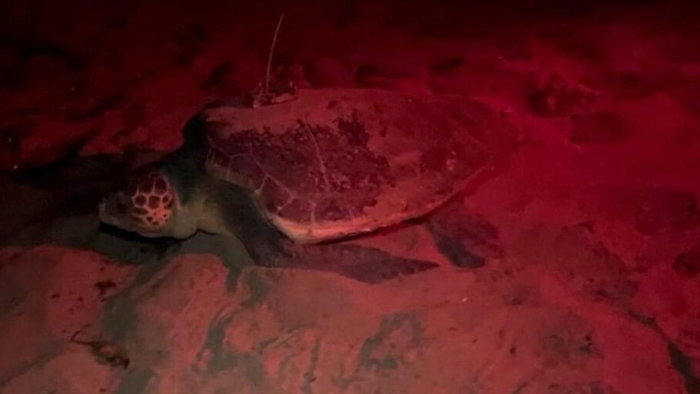 Dénia’s coastline has welcomed another extraordinary visitor, with a loggerhead sea turtle nicknamed Mona laying a nest of eggs