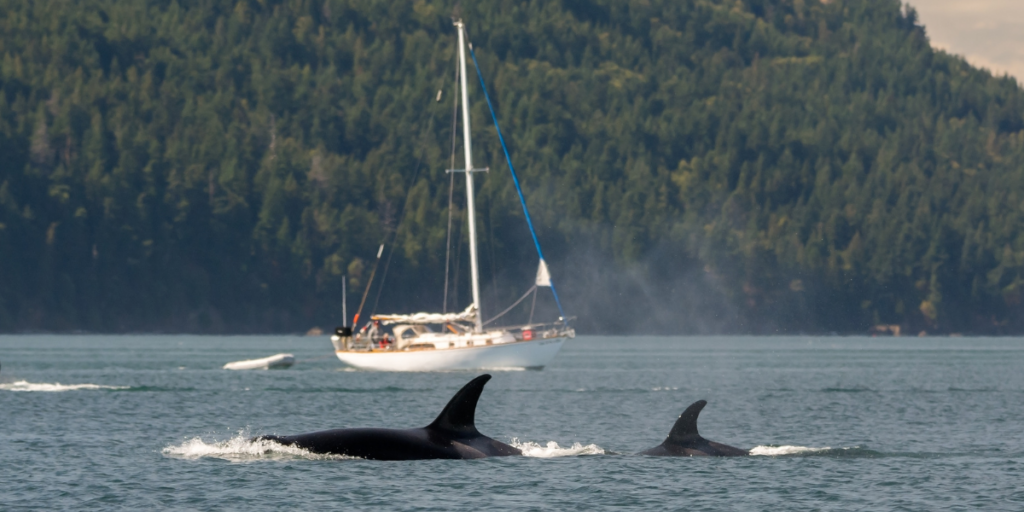 Another terrifying orca encounter off Spain leaves yacht at the bottom of the sea