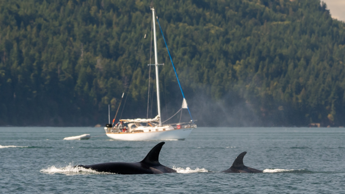 Another orca attack sinks boat off Spain