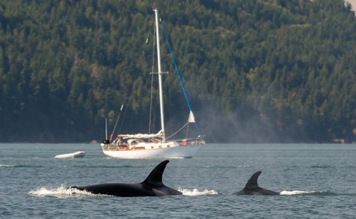 Another orca attack sinks boat off Spain