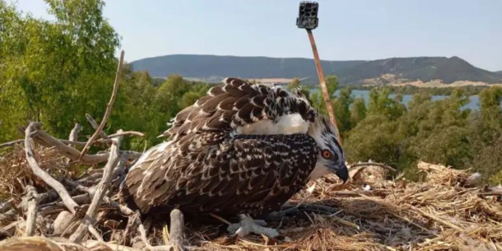 Twelve osprey chicks arrive after 2,700km journey to help restore Spain’s wild population