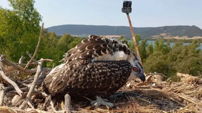 Twelve osprey chicks arrive after 2,700km journey to help restore Spain’s wild population