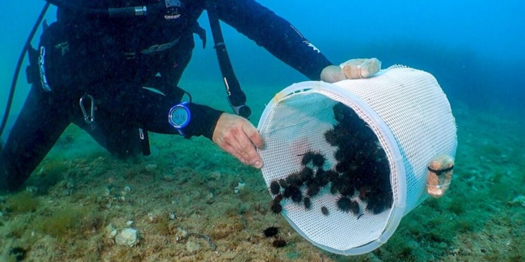 1,800 sea urchins released into Jávea marine reserve in major boost for Mediterranean ecosystem
