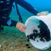 1,800 sea urchins released into Jávea marine reserve in major boost for Mediterranean ecosystem