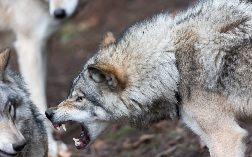 Denmark warns holidaymakers: Stand your ground if a wolf approaches
