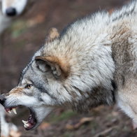 Wolf pack