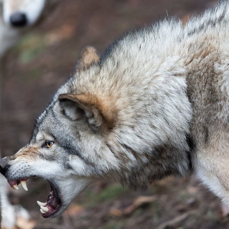 Wolf pack