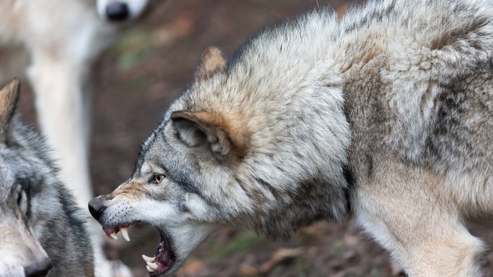 Wolf pack