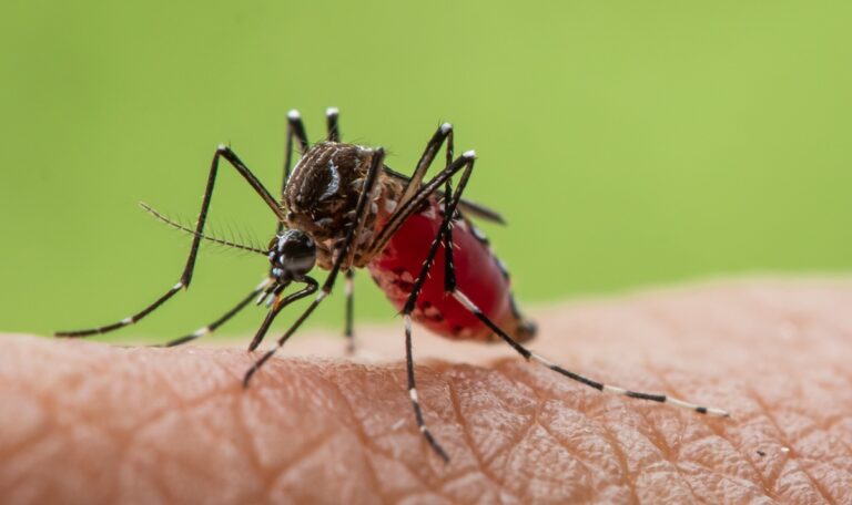 Andalusian government declares West Nile virus alert in Fuengirola and Las Lagunas de Mijas after fifth case confirmed in Andalucia.