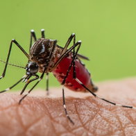 West Nile virus bein g brought into Mijas and Fuengirola by tiger mosquitos.