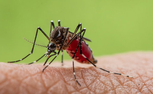 West Nile virus bein g brought into Mijas and Fuengirola by tiger mosquitos.