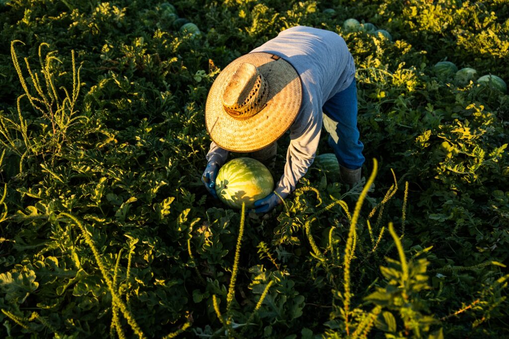 The case of the missing melons: Lorca police are hunting a different kind of thief