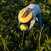 A farmer with a hat on collecting watermelons from a field