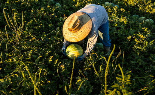A farmer with a hat on collecting watermelons from a field