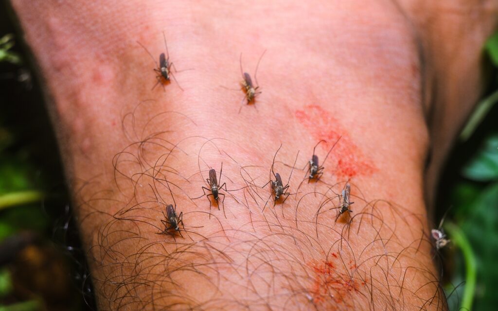 Salobreña declares four-week West Nile Virus alert after virus-carrying mosquitoes found in trap
