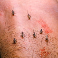 Mosquito bites a danger.