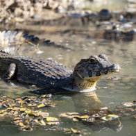 Young Caiman alligator like that which was found in Seville