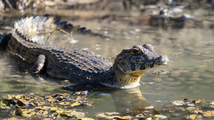 Young Caiman alligator like that which was found in Seville