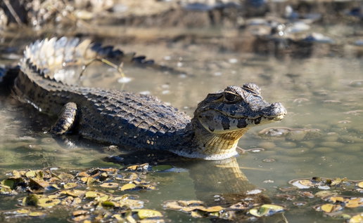 Young Caiman alligator like that which was found in Seville