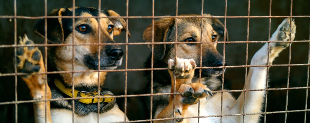 ‘Animals can’t wait’: Fresh criticism over three-year delay to Murcia welfare centre