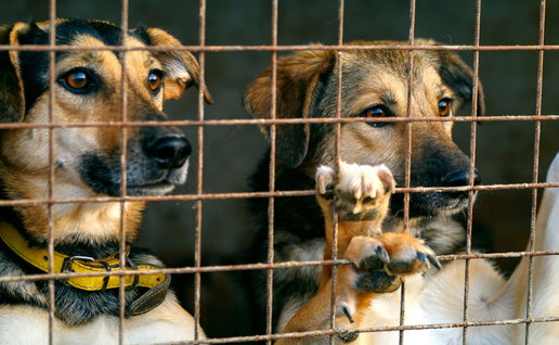 two dogs looking out from behind a fence