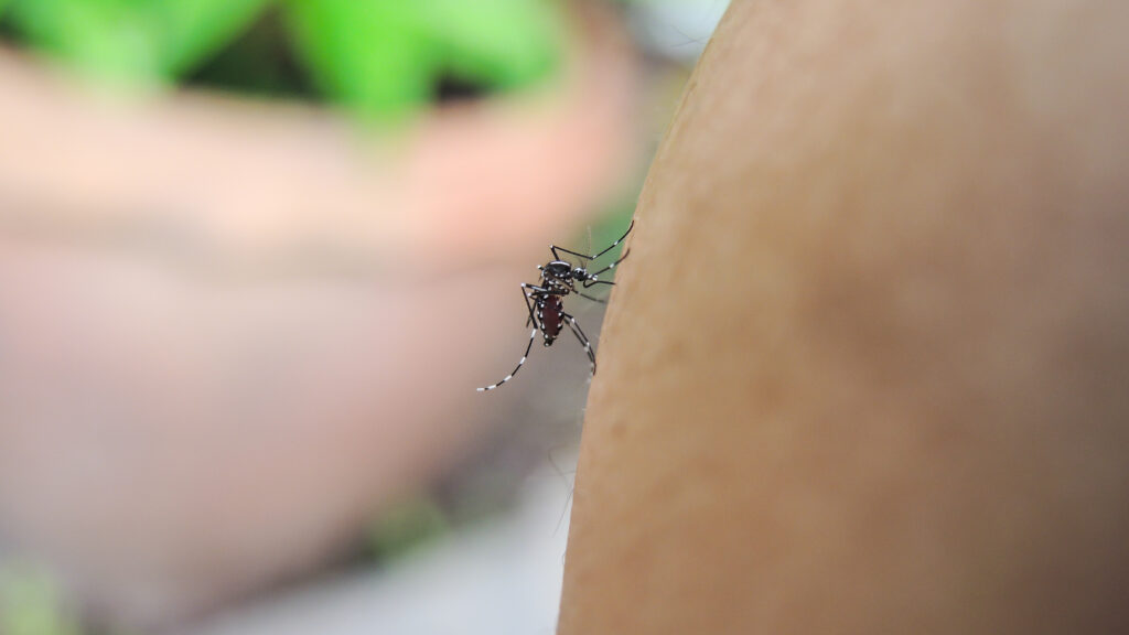 Spain’s first West Nile virus case confirmed in Alicante as high-risk areas come into focus