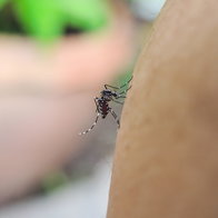 A tigre mosquito sitting on the corner of a plant pot