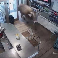 A bull walks into a bar