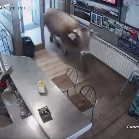 A bull walks into a bar