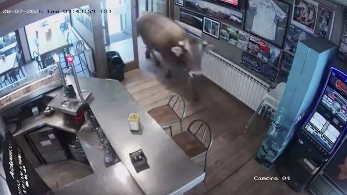 A bull walks into a bar